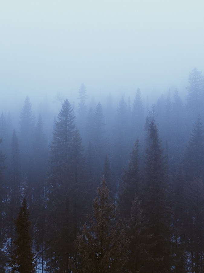 Foggy Winter Forest