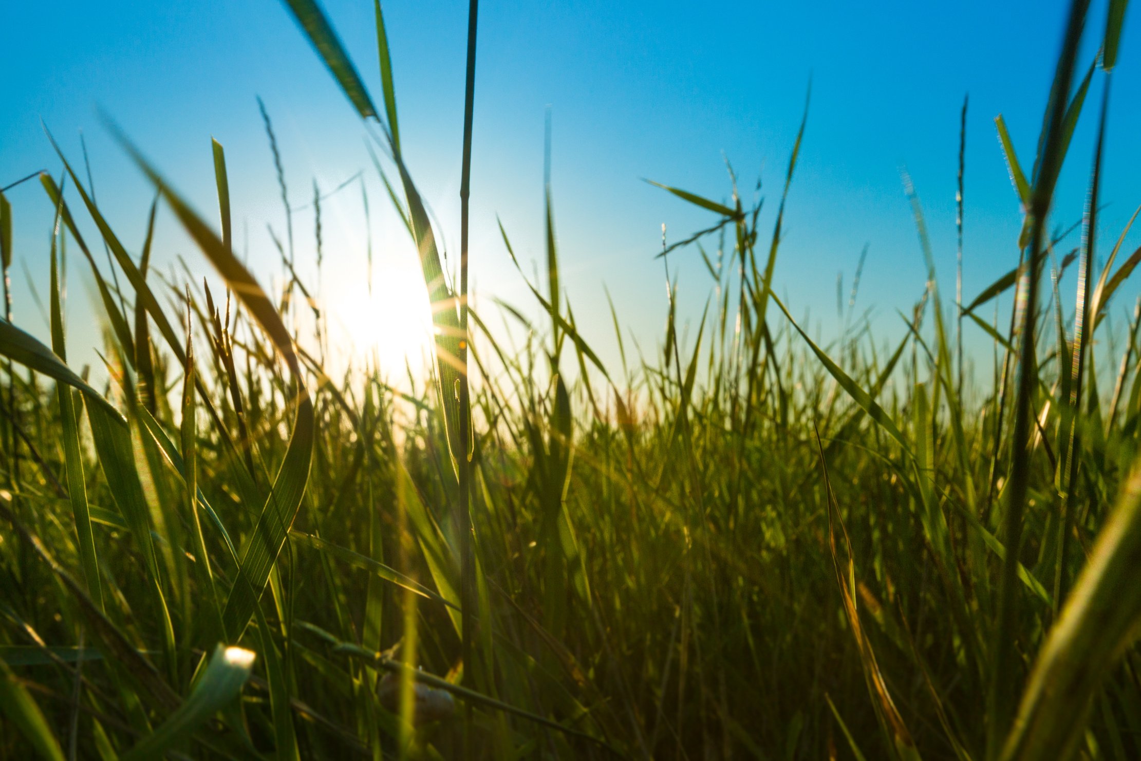 alberta grass photo